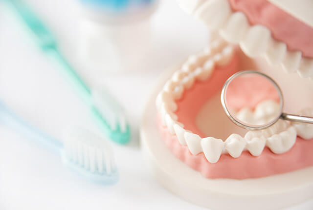 歯の模型と歯ブラシ